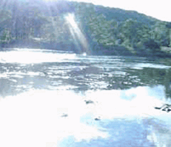 Ducks Splashing On The Delaware River.