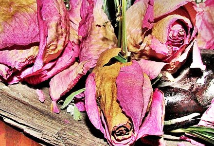 Dried Roses.